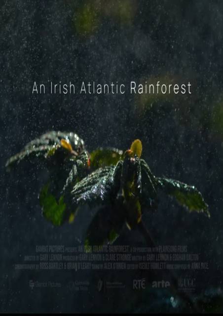 An Irish Atlantic Rainforest With Q&A